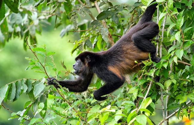 Tour por los puentes colgantes de Mistico Park - Foto 3