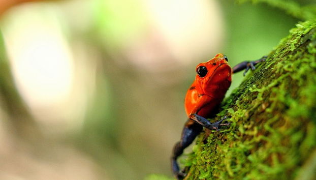 Tour dei Ponti Sospesi di Mistico Park - Foto 2