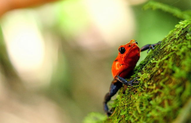 Tour por los puentes colgantes de Mistico Park - Foto 2