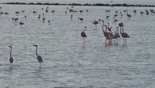 Nora Archeological Site Trip - Foto 5