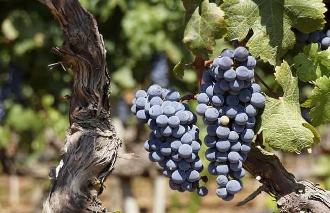 Visita a las bodegas Silvano García - Foto 4