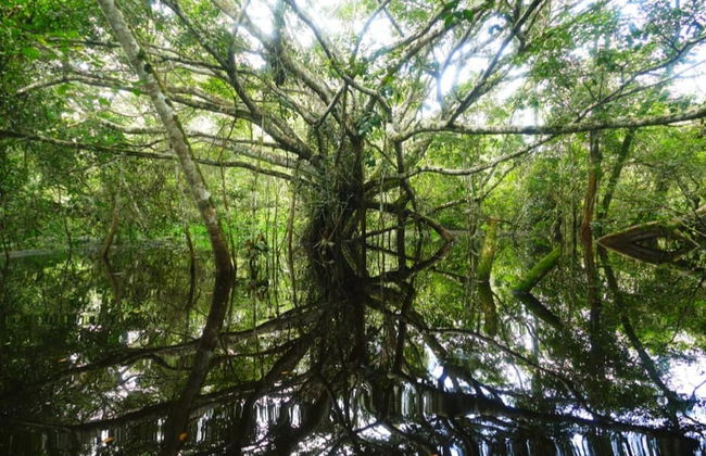 Excursão privada à reserva Tingana - Foto 5