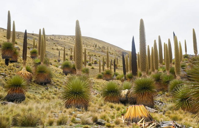 Escursione privata da Ayacucho - Foto 6