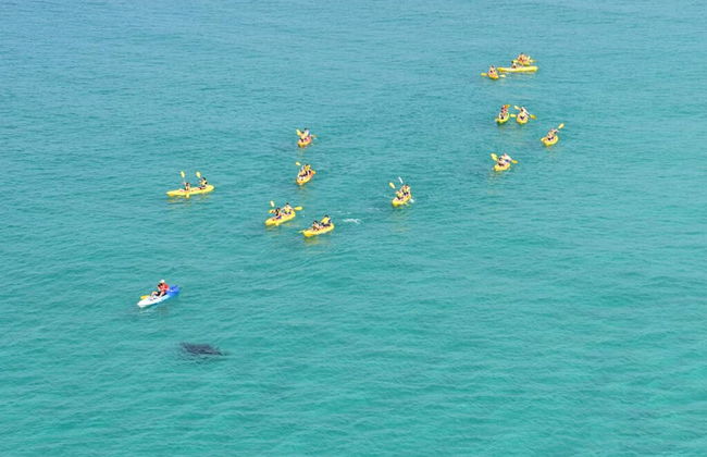 Dolphin View Kayak Tour - Photo 5