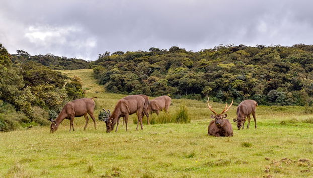 Excursão privada ao Parque Nacional das Planícies de Horton - Foto 4