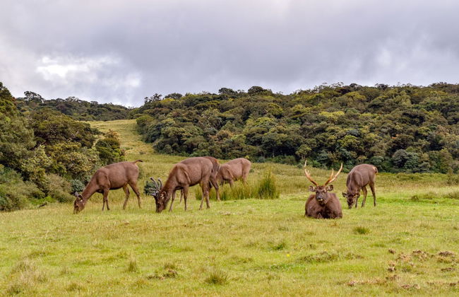 Private Horton Plains and Tea Estate Day Trip - Foto 4