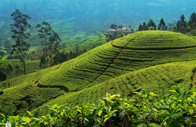 Ambuluwawa, Nuwara Eliya, Horton Plains & Ella 2 Day Private Tour - Foto 1