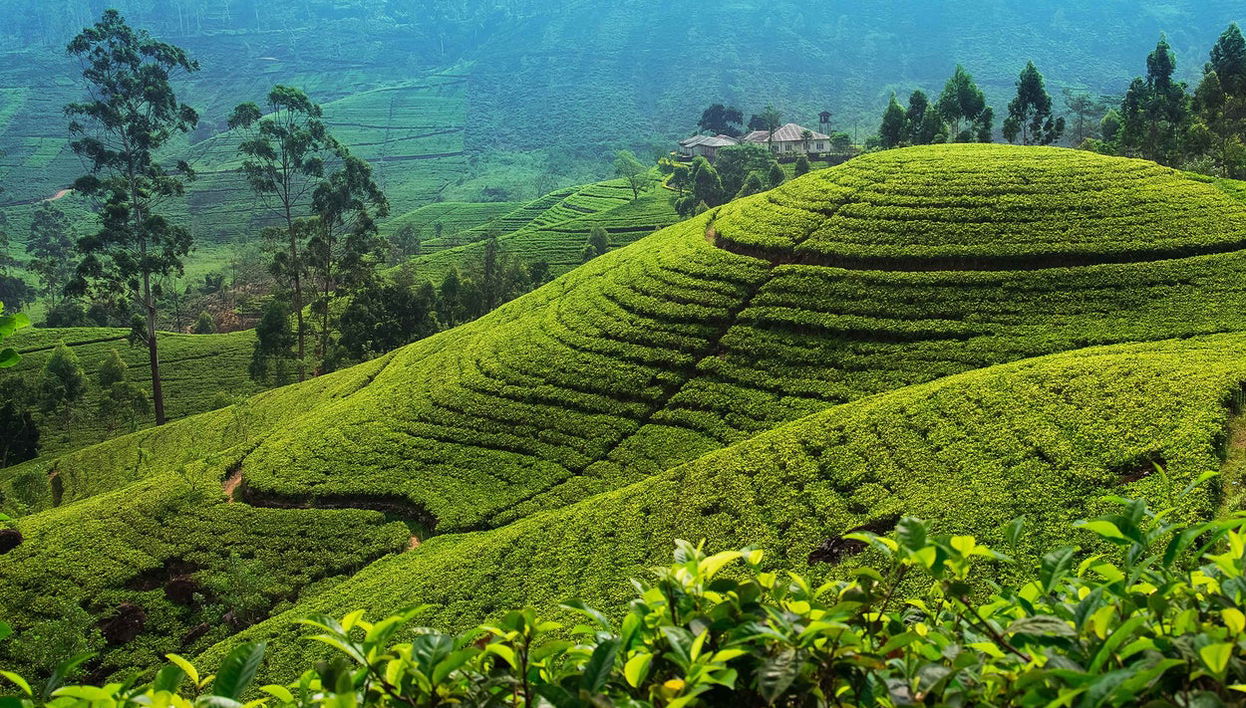 Tour privado de 2 dias por Nuwara Eliya e Ambuluwawa - Foto 1