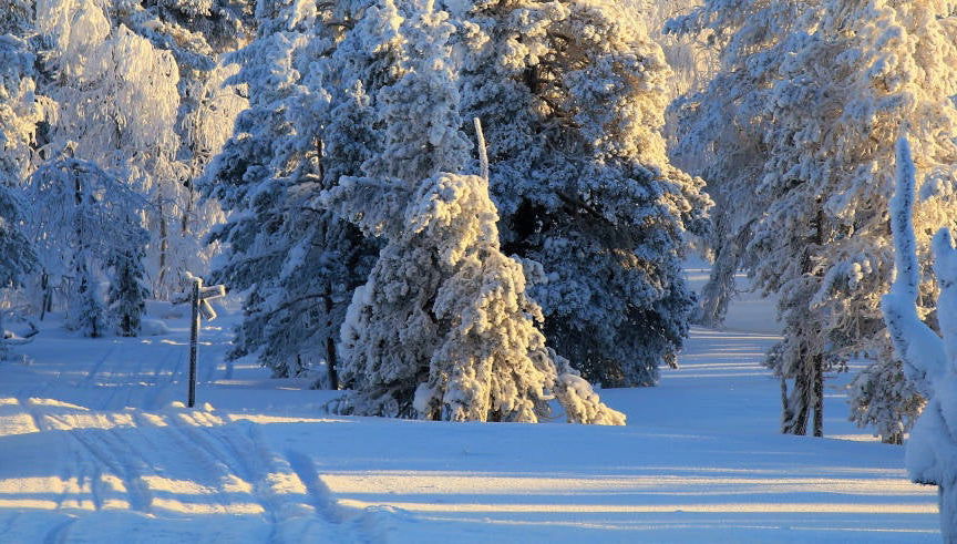 Cours de survie dans le Parc National de Pyhä-Luosto