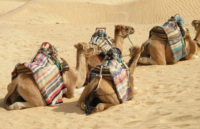 Djerba Lagoon Camel Ride - Foto 6