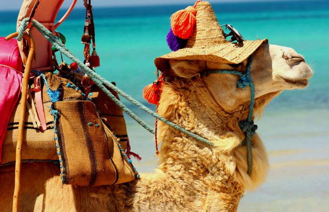 Paseo en camello por la laguna de Djerba - Foto 5