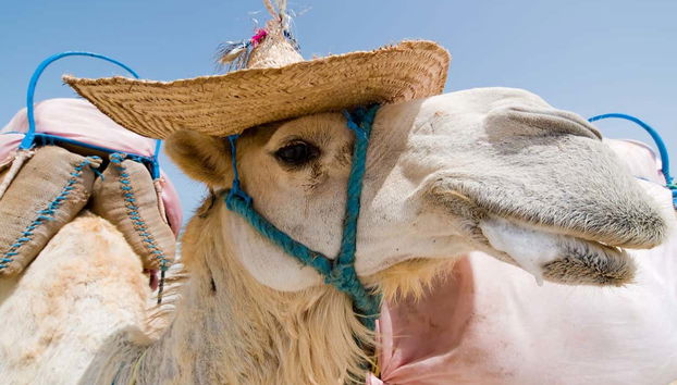 Paseo en camello por la laguna de Djerba - Foto 5