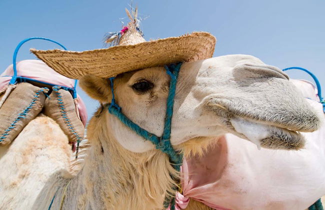 Djerba Lagoon Camel Ride - Foto 5