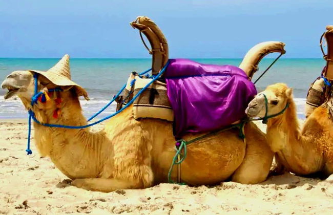 Paseo en camello por la laguna de Djerba - Foto 4