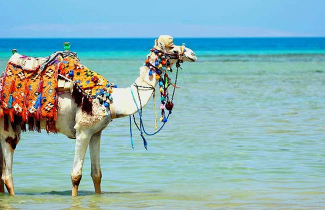 Paseo en camello por la laguna de Djerba - Foto 3
