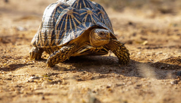 Hurulu Eco Park Private Safari - Foto 4