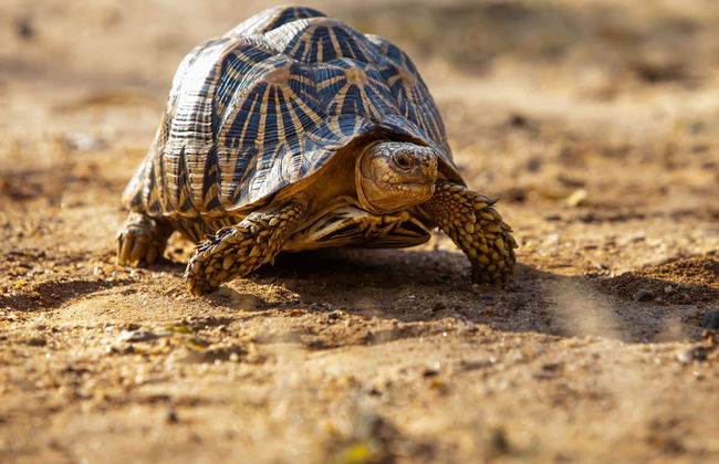 Hurulu Eco Park Private Safari - Foto 4