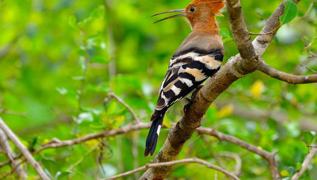 Hurulu Eco Park Private Safari - Foto 5