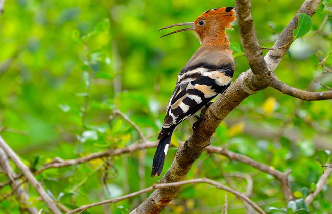 Hurulu Eco Park Private Safari - Foto 5