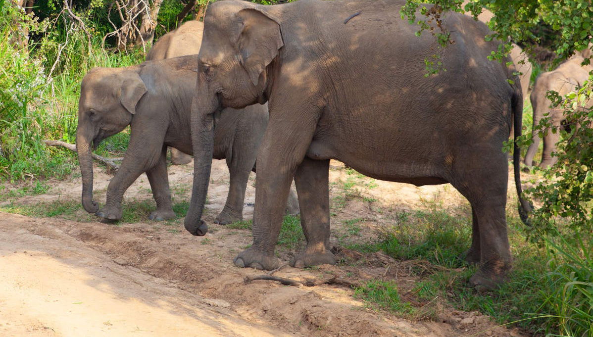 Hurulu Eco Park Private Safari - Foto 1