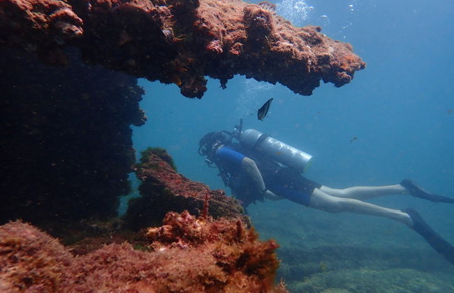 Plongée dans la Baie de Tous les Saints - Photo 1