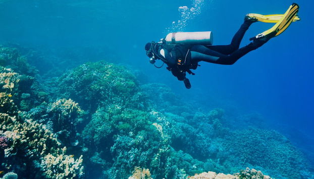 Buceo en la bahía de Todos los Santos - Foto 4