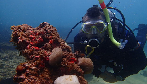 Buceo en la bahía de Todos los Santos - Foto 2