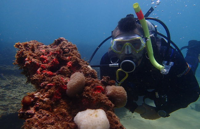 Plongée dans la Baie de Tous les Saints - Photo 2