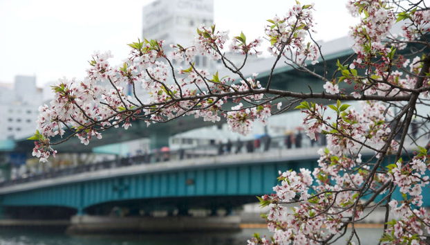 Tour di Osaka in bici - Foto 3