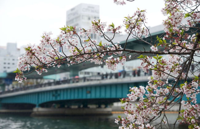 Tour di Osaka in bici - Foto 3