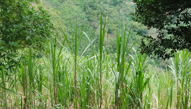 Tour della panela - Foto 4