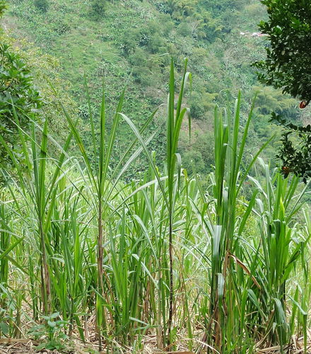 Foto de Tour de la panela