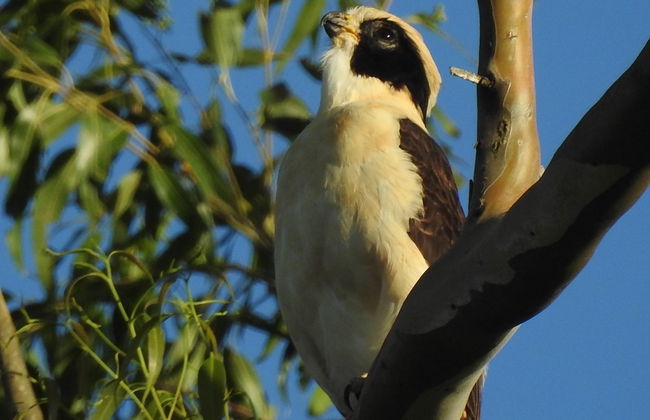 Avistamiento de aves en la estancia San Rafael - Foto 7
