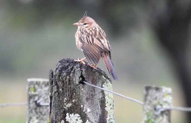 Avistamiento de aves en la estancia San Rafael - Foto 6