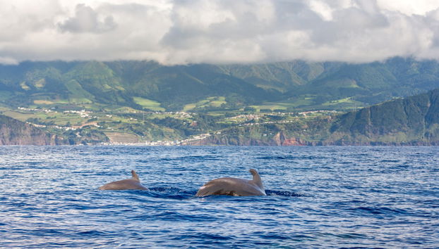 Observation de cétacés + Îlot de Vila Franca - Photo 2