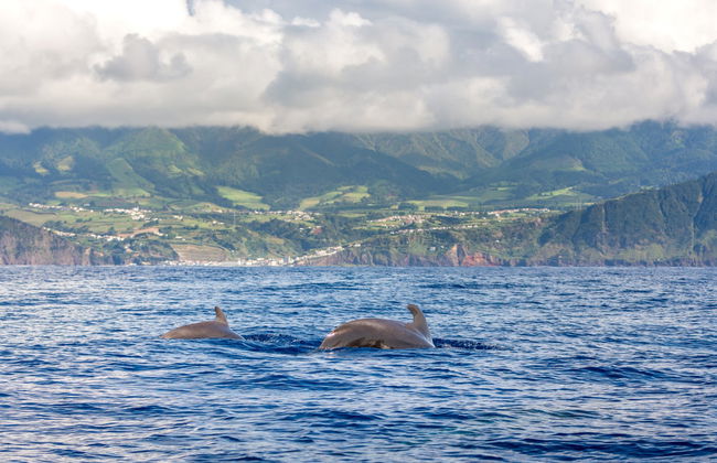 Observation de cétacés + Îlot de Vila Franca - Photo 2