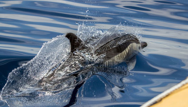 Whale Watching + Vila Islet Boat Tour - Photo 4