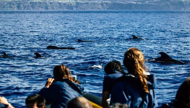 Whale Watching + Vila Islet Boat Tour - Photo 3