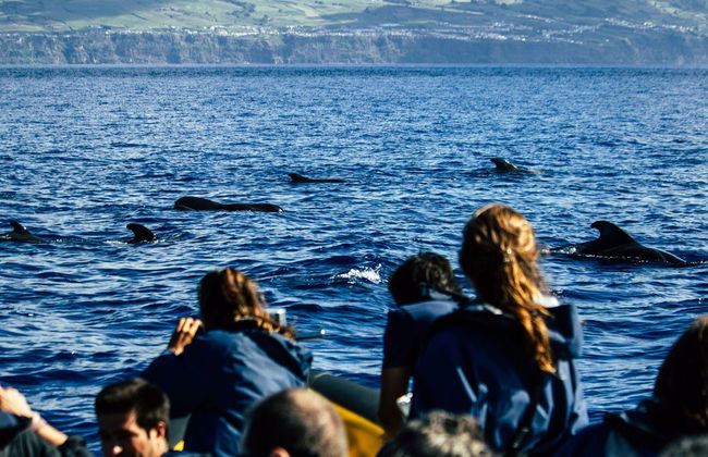 Avvistamento di cetacei + Isolotto di Vila Franca - Foto 3