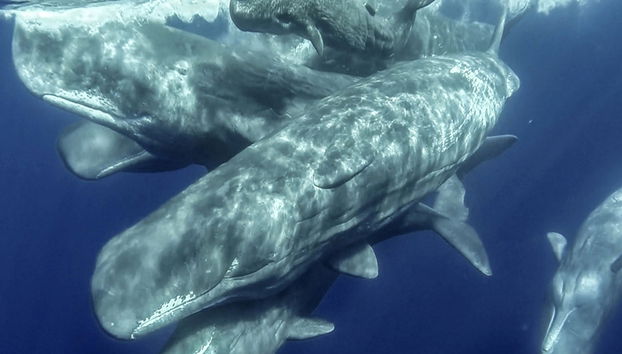 Whale Watching + Vila Islet Boat Tour - Photo 5