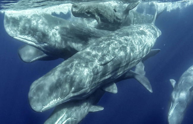 Avvistamento di cetacei + Isolotto di Vila Franca - Foto 5
