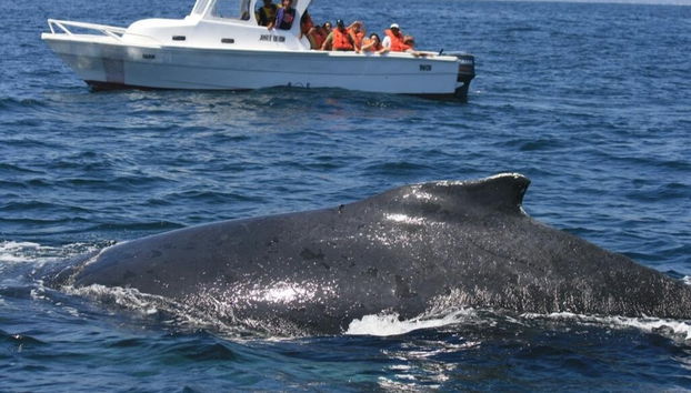 Avistamiento de ballenas en Miches - Foto 2