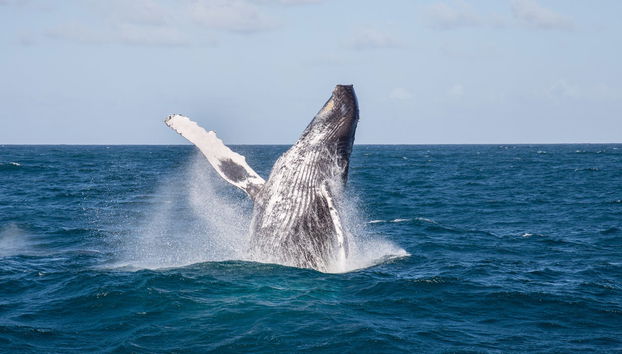 Avistamiento de ballenas en Miches - Foto 5