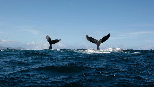 Avistamiento de ballenas en Miches - Foto 4