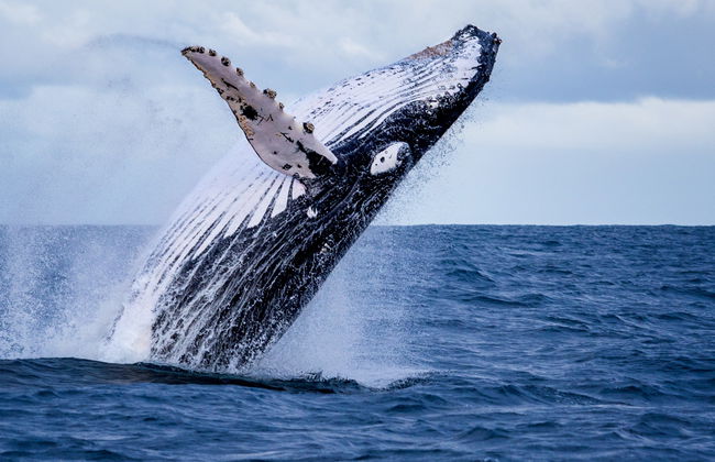 Miches Whale Watching - Photo 3