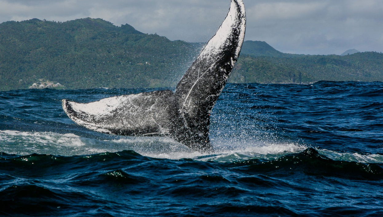 Avistamiento de ballenas en Miches - Foto 1
