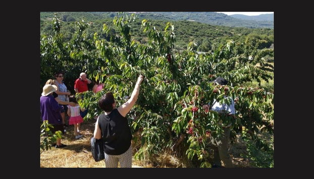 Tour en 4x4 por el Valle del Jerte + Recogida de cerezas - Photo 5