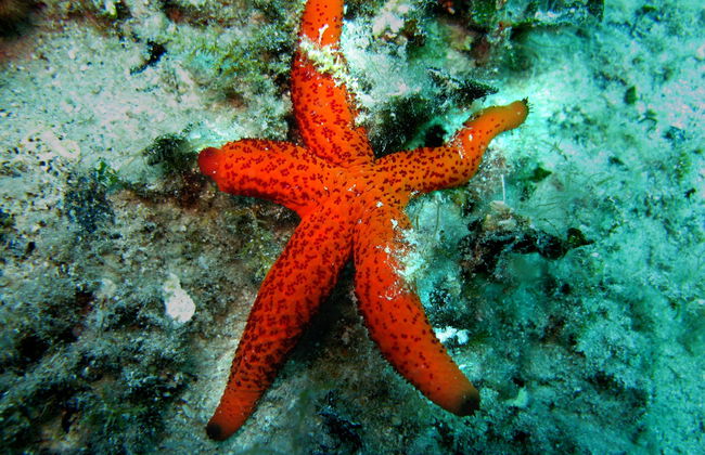 Polignano a Mare Scuba Diving Introduction - Photo 6