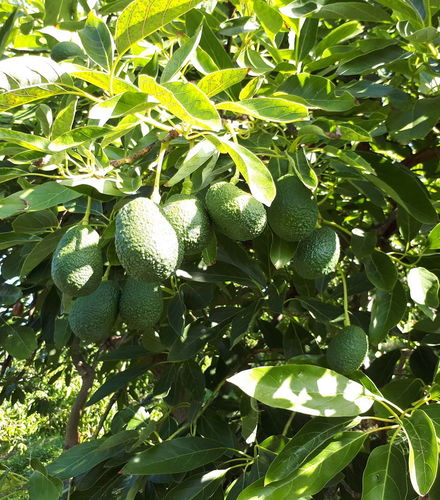 Bild - Visita a una plantación de aguacates