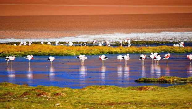 Piedras Rojas, Atacama Salt Flats & Altiplano Lakes Trip - Photo 2